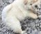 Chow chow prelepi krem stenci - Slika3 Chow chow prelepi krem stenci - Slika3