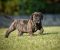 Na prodaju stenci Presa Canario - Slika2