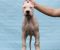 Legle dogo argentino štenaca - Slika1 Legle dogo argentino štenaca - Slika1