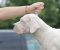 Legle dogo argentino štenaca - Slika2