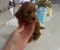 Goldendoodle prelepi štenci - Slika4 Goldendoodle prelepi štenci - Slika4
