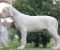 Legle dogo argentino štenaca - Slika4