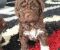 Lagotto Romagnolo – rezervacija stenaca - Slika6 Lagotto Romagnolo – rezervacija stenaca - Slika6