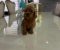 Goldendoodle prelepi štenci - Slika2