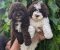 Lagotto Romagnolo – rezervacija stenaca - Slika1