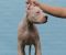 Legle dogo argentino štenaca - Slika3