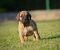 Na prodaju stenci Presa Canario - Slika4