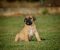 Na prodaju stenci Presa Canario - Slika6 Na prodaju stenci Presa Canario - Slika6