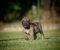 Na prodaju stenci Presa Canario - Slika3