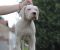 Legle dogo argentino štenaca - Slika6 Legle dogo argentino štenaca - Slika6