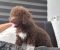 Lagotto Romagnolo – rezervacija stenaca - Slika5 Lagotto Romagnolo – rezervacija stenaca - Slika5
