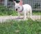 Francuski Buldog štenci - Slika5 Francuski Buldog štenci - Slika5