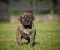 Na prodaju stenci Presa Canario - Slika5 Na prodaju stenci Presa Canario - Slika5
