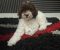 Lagotto Romagnolo – rezervacija stenaca - Slika3 Lagotto Romagnolo – rezervacija stenaca - Slika3