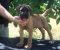 Cane Corso štenci - Slika3