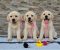 Labrador retriver štenci, prelepi - Slika2 Labrador retriver štenci, prelepi - Slika2