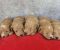 Maltipoo štenci - Slika4