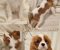 Vrhunski Cavalier King Charls Spaniel oba pola - Slika5
