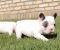 Francuski buldog - Slika3 Francuski buldog - Slika3