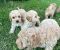 Pudle i maltipoo štenci - Slika1