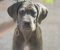 Cane Corso štenci - Slika1