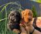 Pudle i maltipoo štenci - Slika3 Pudle i maltipoo štenci - Slika3