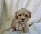 Maltipoo stenci spremni su za preuzimanje - Slika3 Maltipoo stenci spremni su za preuzimanje - Slika3