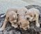 Maltipoo štenci - Slika1 Maltipoo štenci - Slika1