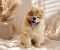 Predivan Chow Chow mužjak, star 3 meseca - Slika1