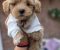 Maltipoo bebe - Slika3 Maltipoo bebe - Slika3