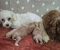 Maltipoo štenci - Slika3