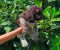 Lagotto Romagnolo štenci - Slika1