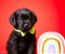 Crni i braon mužjak Labrador retrivera - Slika4 Crni i braon mužjak Labrador retrivera - Slika4