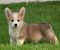 Velski korgi/Welsh Corgi Pembroke POVOLJNO - Slika2 Velski korgi/Welsh Corgi Pembroke POVOLJNO - Slika2