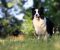 Border Collie - Border koli štenad - Slika5 Border Collie - Border koli štenad - Slika5