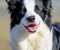 Border Collie - Border koli štenad - Slika4