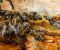 Propolis rastvor - Slika3 Propolis rastvor - Slika3