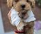 Maltipoo bebe - Slika2 Maltipoo bebe - Slika2