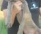 Cane Corso štenci - Slika4