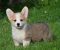 Velski korgi/Welsh Corgi Pembroke POVOLJNO - Slika4