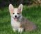 Velski korgi/Welsh Corgi Pembroke POVOLJNO - Slika6