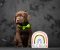 Crni i braon mužjak Labrador retrivera - Slika2 Crni i braon mužjak Labrador retrivera - Slika2