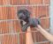 Cane Corso štenci šampionskog porekla! - Slika2