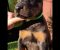 Doberman - Slika6 Doberman - Slika6