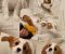 Vrhunski Cavalier King Charls Spaniel oba pola - Slika4