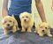 Prelepi Maltipoo štenci - Slika1 Prelepi Maltipoo štenci - Slika1