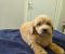Prelepi Maltipoo štenci - Slika4