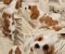 Vrhunski Cavalier King Charls Spaniel oba pola - Slika1