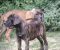 Cane Corso štenci - Slika2