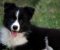 Border Collie - Border koli štenad - Slika1